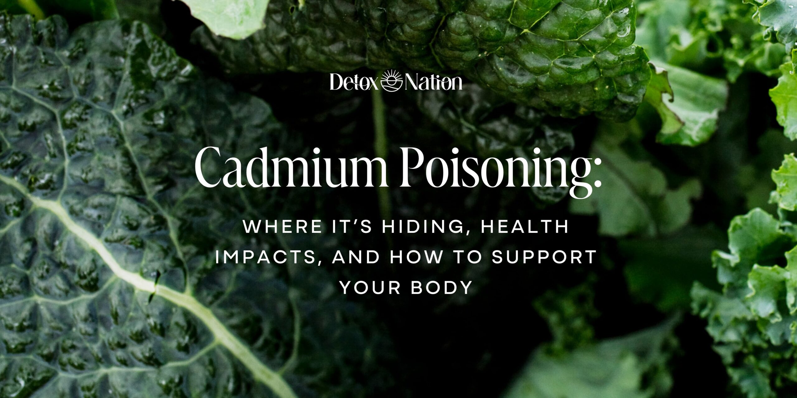 Cadmium Poisoning: Where It’s Hiding, Health Impacts, and How to Support Your Body