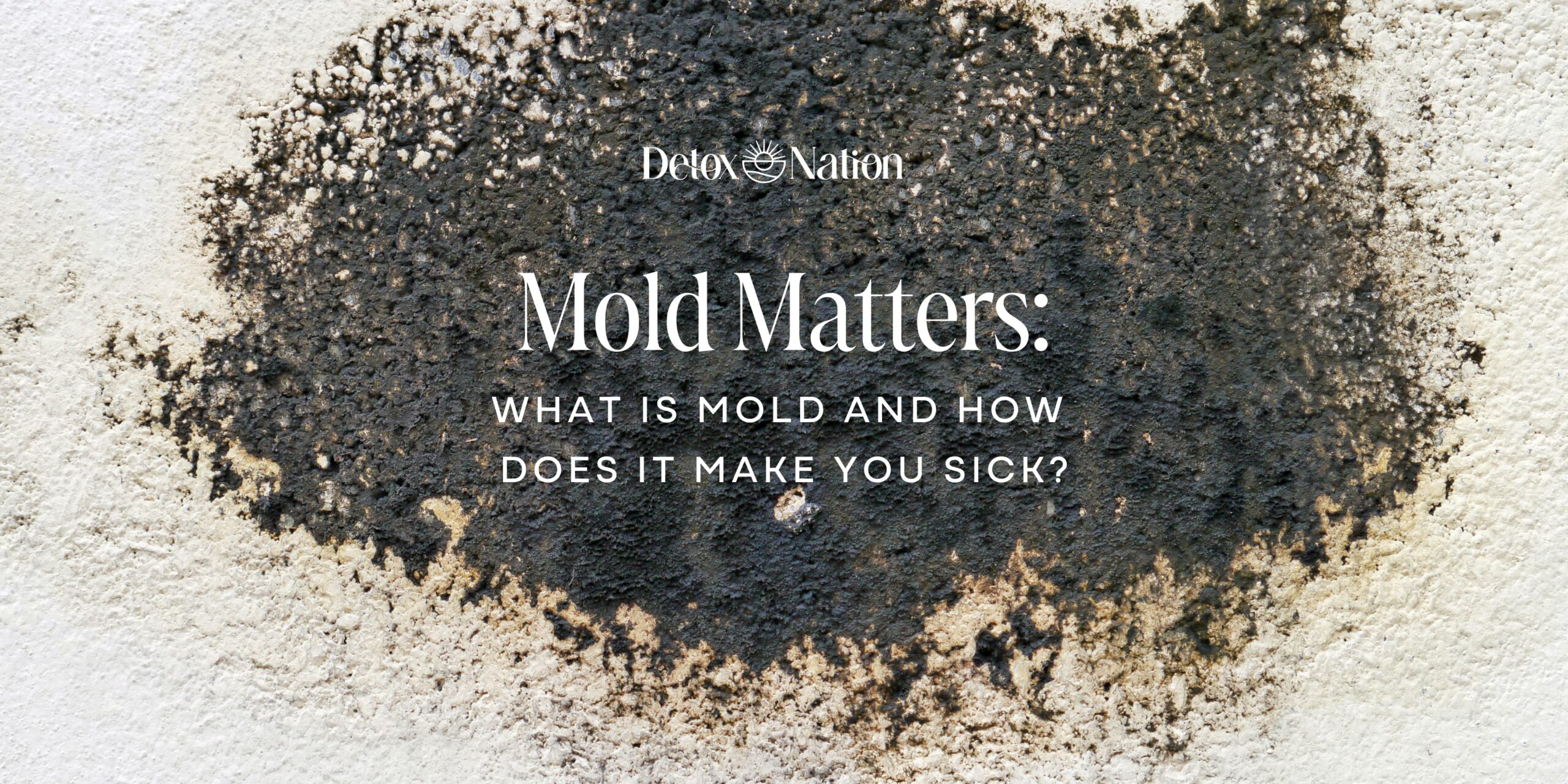 Mold Matters: What is Mold and How Does it Make You Sick?